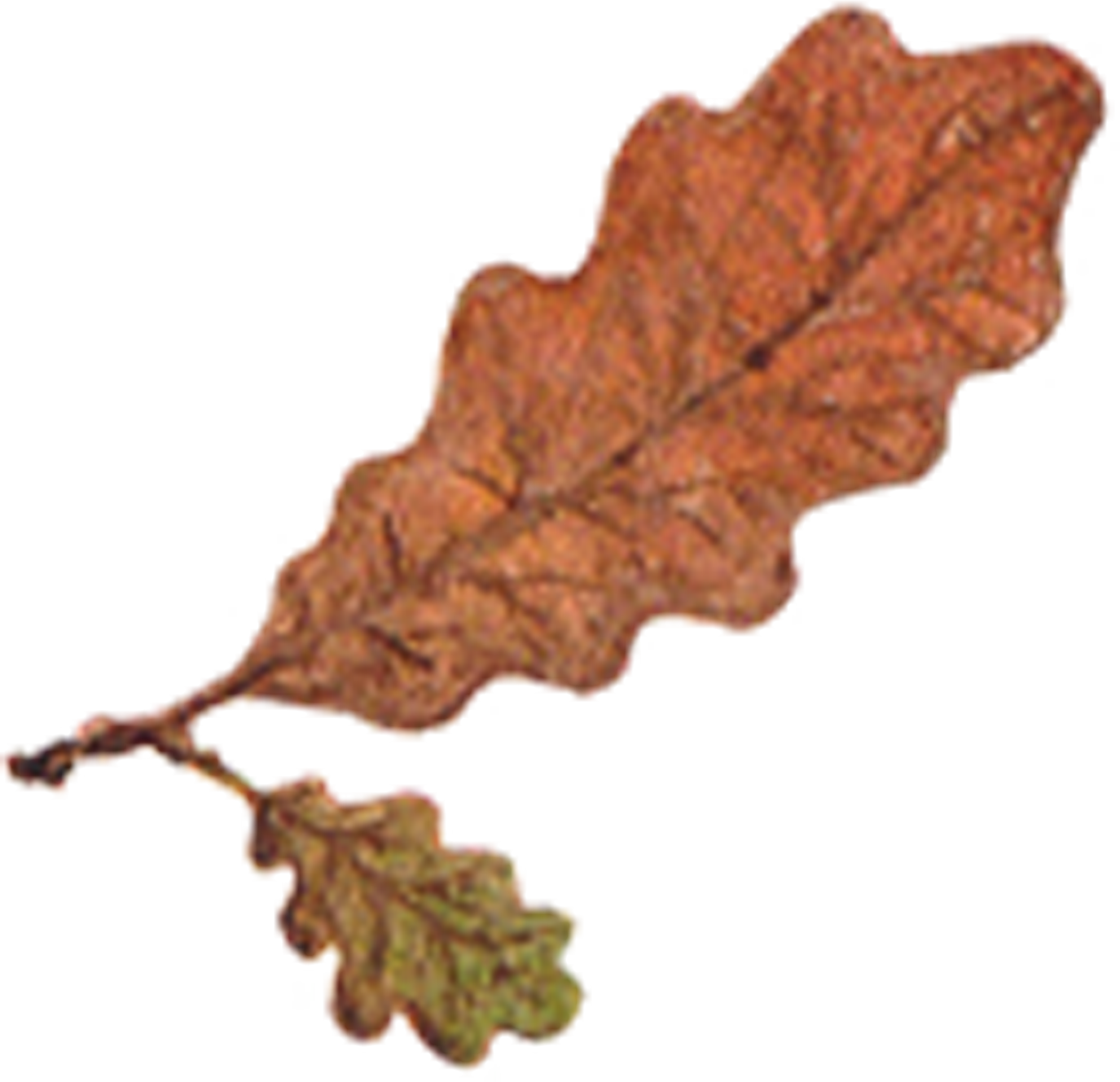 feuille