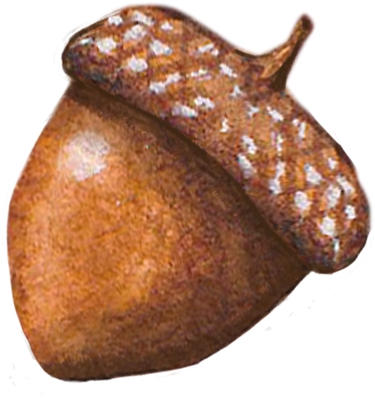 gland